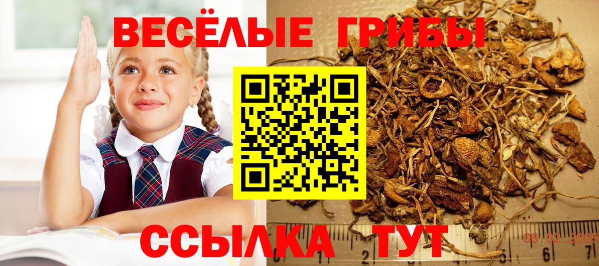 Великий Новгород  Галлюциногенные грибы Psilocybine cubensis  Вход с VPN  Галлюциногенные грибы Psilocybe 